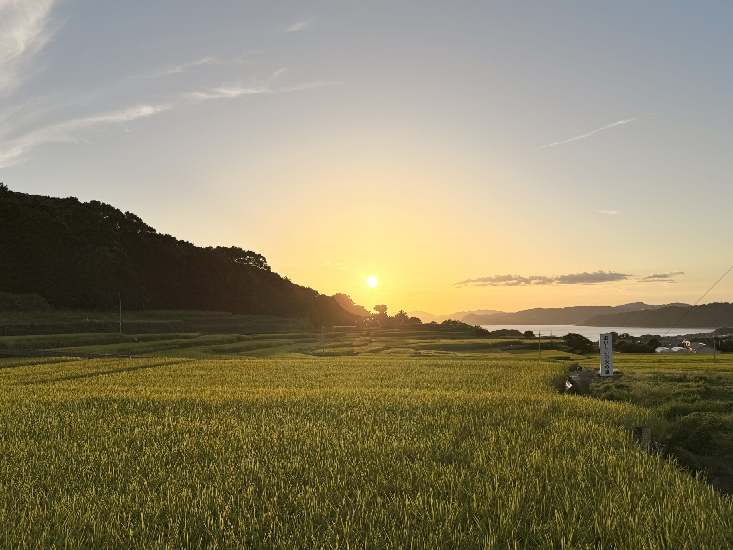 雲仙橘湾の秋の田圃