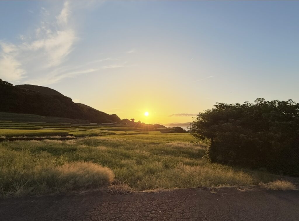 黄金の朝陽と稲やススキが金の輪郭をまとう景観